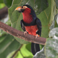 Bearded Barbet